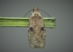 Agonopterix propinquella