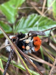 Hemileuca maia maia