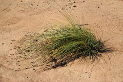 Afroscirpoides dioeca