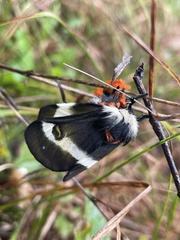 Hemileuca maia maia