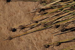 Afroscirpoides dioeca