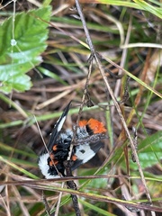 Hemileuca maia maia