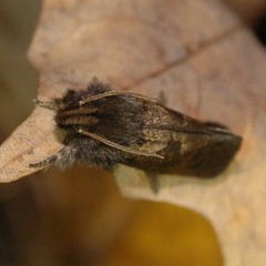 Acrolophus mora