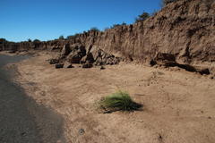 Afroscirpoides dioeca