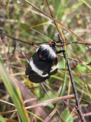 Hemileuca maia maia
