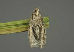 Agonopterix propinquella