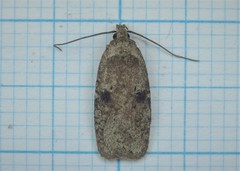 Agonopterix propinquella