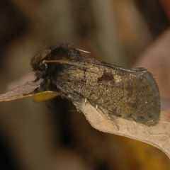 Acrolophus mora