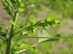 Acalypha indica indica
