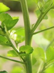 Acalypha indica indica