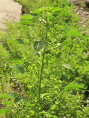 Acalypha indica indica