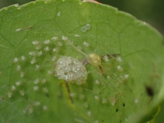 Chrysso lingchuanensis