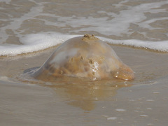 Rhopilema verrilli