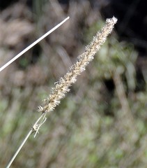 Cenchrus myosuroides