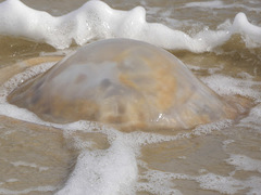 Rhopilema verrilli