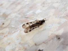 Sylvicola undulatus