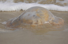 Rhopilema verrilli