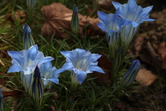Gentiana sino-ornata