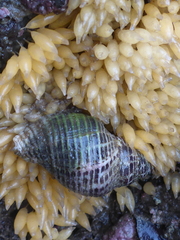 Ocenebrinae