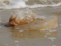 Rhopilema verrilli