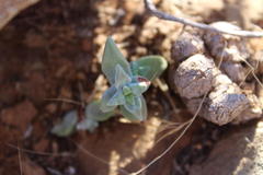 Crassula deltoidea