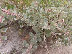 Atriplex vestita