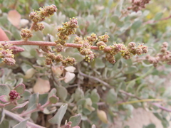 Atriplex vestita