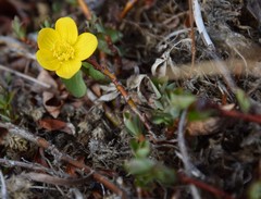 Caltha violacea
