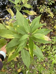 Veronicastrum virginicum