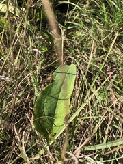 Helianthus anomalus