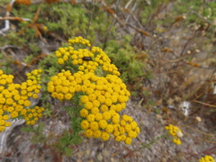 Oncosiphon suffruticosus