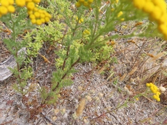 Oncosiphon suffruticosus