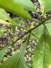 Veronicastrum virginicum