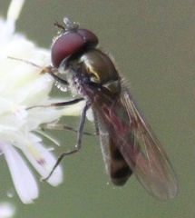Platycheirus obscurus