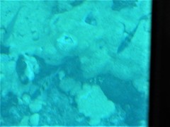 Palythoa caribaeorum