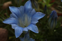 Gentiana sino-ornata