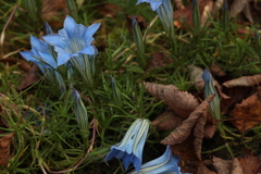 Gentiana sino-ornata