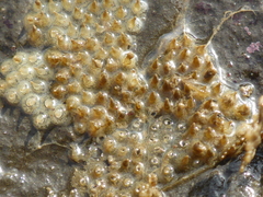 Amphissa versicolor