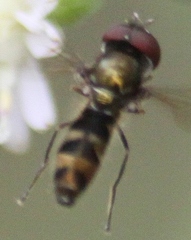 Platycheirus obscurus