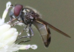 Platycheirus obscurus