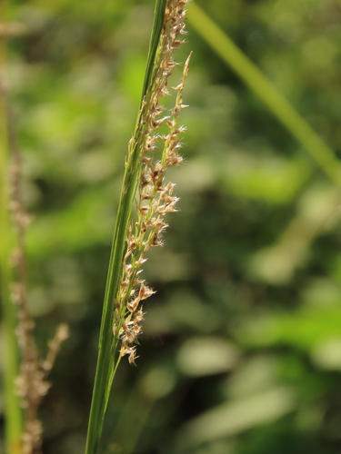 Gophertail lovegrass (Eragrostis ciliaris)