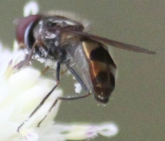 Platycheirus obscurus
