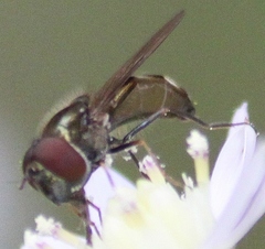 Platycheirus obscurus