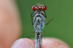 Arrenurus