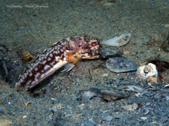 Spotfin Jawfish photo 5
