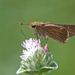 Ocola Skipper - Photo (c) R Snyder, some rights reserved (CC BY-NC-SA), uploaded by R Snyder