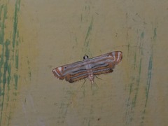 Parapoynx villidalis