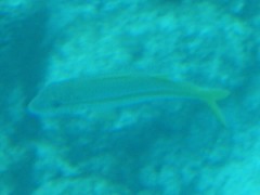 Mulloidichthys martinicus