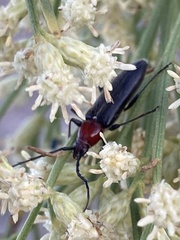 Stenosphenus dolosus