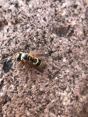 Euodynerus alvarado